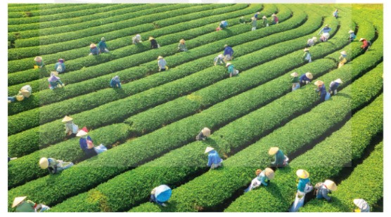 Thu hoạch chè ở Mộc Châu, Sơn La