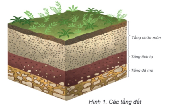 Hình 1 – Các tầng đất.