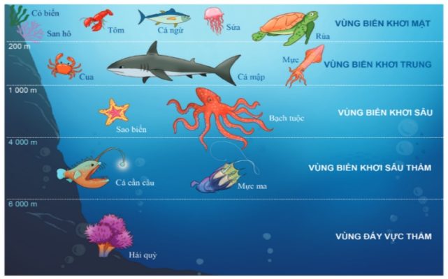 Hình 1 – Sinh vật dưới đại dương