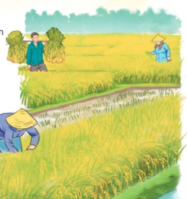 Bài 7: Đọc: Hạt thóc
