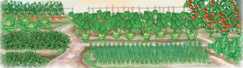 Bài 11: Đọc: Sự tích cây thì là