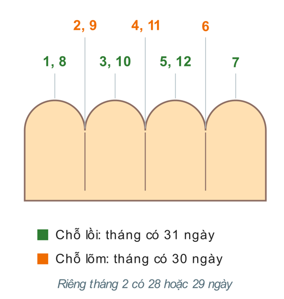 Mẹo nắm đấm đếm số ngày trong tháng: đốt lồi là tháng 31 ngày, khe lõm là tháng 30 ngày